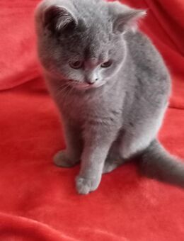 Bkh Katze in blau - Olbersdorf