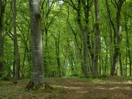 Massage in der Natur - Alsfeld