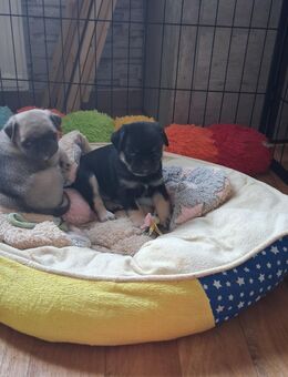 Farbige möpse - Schkeuditz