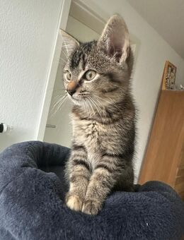 EKH Kitten, >3 Monate alt, abzugeben - Solingen (Klingenstadt)
