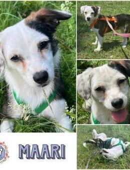 MAARI # Hundemädchen zum Verlieben - Duisburg