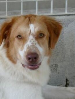 Fusco möchte Ihr Familienmitglied werden - Neuss