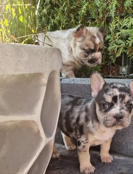 Frusky ( Huskybulldog ) 2 Mädchen drei Rüden - Lübeck