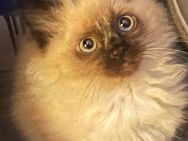Heilige Birma Kitten - Murchin