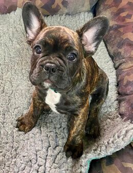 Französische Bulldoggen Welpe Rüde - Eberswalde