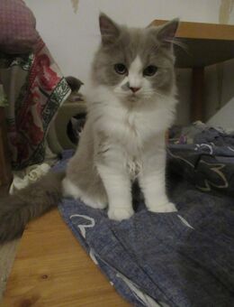 Britisch Kurzhaar KATER sucht neues Zuhause - München