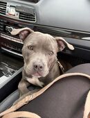 American bully Hündin in 97082