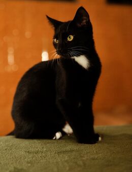 Katzenkind PENELOPE sucht ihr Zuhause! - Berlin