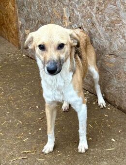 Polly freut sich auf Dich ❤️ - Großefehn