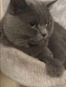 Bkh blue deckkater gentleman in 48431