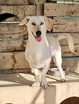 Holly - kurze Beine, großes Herz - Weilheim (Oberbayern)