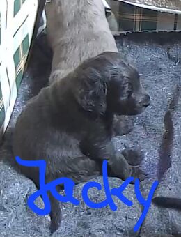 Labradoodle welpen - Ilmenau