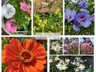 Viele verschiedene Blumensamen, einjährig und mehrjährig insektenfreundlich - Norderstedt
