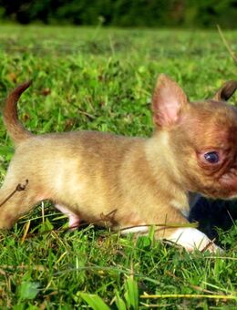 3 Süße typvolle Chihuahua Rüden Welpen 1LH 2KH in Sonderfarben blue-Tan, Brindle, Sable - Biebergemünd