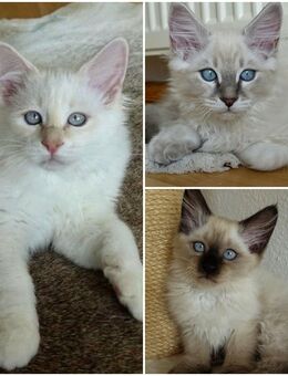3 Heilige Birma Kitten Freigänger Katze Kater - Singen (Hohentwiel)