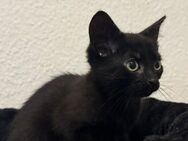 katzen kitten 15 Wochen jung - Bottrop
