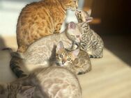 Zauberhafte Bengal Babys suchen ein neues Zuhause