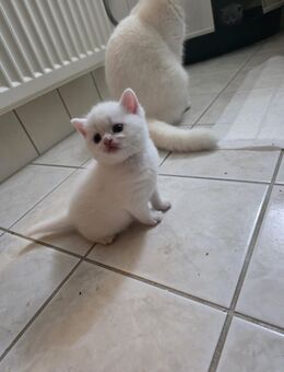 BKH Kitten ab 09.08.25 abzugeben !! - Singen (Hohentwiel) Zentrum