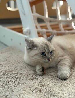 Reinrassige BKH Point - Gelsenkirchen