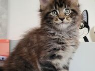 2 verschmuste Maine Coon Kitten suchen Kuschelzuhause - Borken