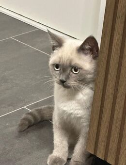 BKH Kater Kitten 09.06.2025 geboren sucht liebevolles Zuhause - Krefeld