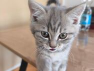 BKH Mix Kitten zu verkaufen - Trochtelfingen Zentrum