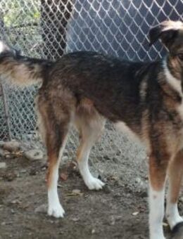 Julia 54 cm - Alpenrod