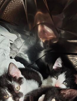Kitten Katzen Katzenbabys - Guldental