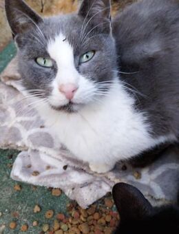 wunderschöner Kater Jeg - Rambin