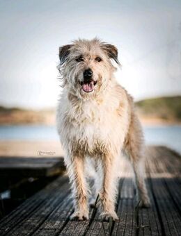 Wuschelhund Lulu sucht ihre Menschen - Schülldorf