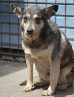 Morgan - Pflegestelle oder Zuhause gesuc - Oberwies