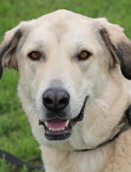 ZIMTSCHNECKE sucht liebevolles Zuhause - Betzenstein