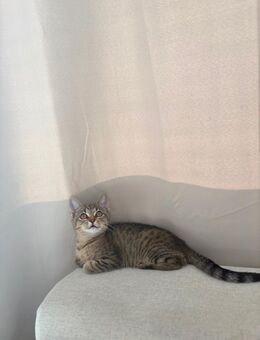 Kitten sucht neues Zuhause - Berlin