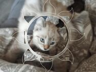 American Curl Kitten (Ohne Papiere) - Gladbeck