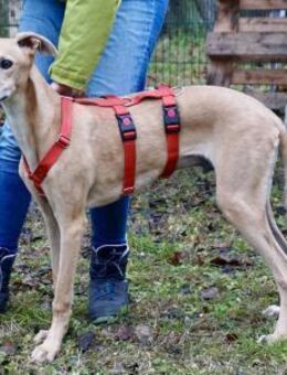 Simba, sehr verspielt, neugierig, offen - Westerholt