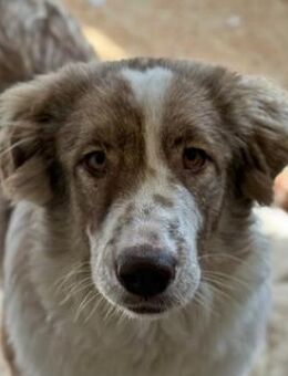 Liona, geb. ca. 12/2024, GRIECHENLAND - Markdorf