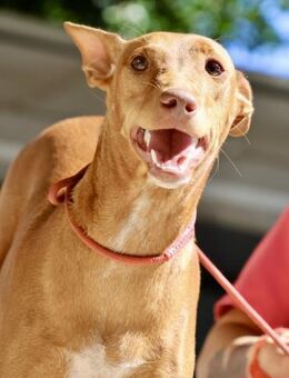 Florinda, verträglich, lernwillig, agil - Westerholt