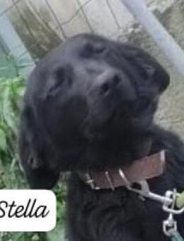 Stella 💚💚💚 liebevoll und vorsichtig - Bad Karlshafen