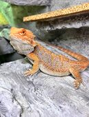 Bartagame 8 Monate alt in 22297