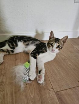 Nico und Nika suchen Dich - Lauda-Königshofen