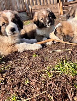 Herdenschutzhund Kaukasischer Owtschaka Welpe - Uetze