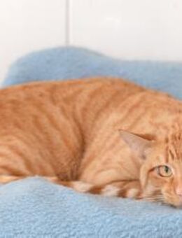 Kater Flavum - Bochum