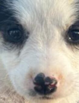 Corvin, unsere kleine Zuckerschnute 🐾 - Elsdorf (Nordrhein-Westfalen)