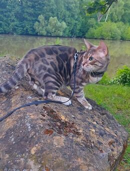 Junge Bengal Spartacus blue-silver, 8 Monate alt, kastriert - Magstadt