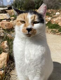 Katze mit Charme - Bergkirchen
