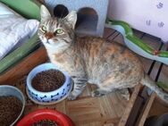 Anna, liebenswerte Schmusekatze, ca. 1 J - Vaterstetten