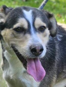 Husky-Mix-Rüde Barki: sozial,offen,treu - Hamburg