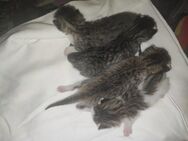 Katzenbabys - Niederwürschnitz
