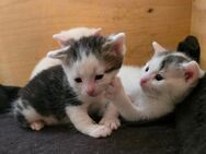 Babykatzen / Kitten in liebevolle Hände abzugeben - Bärnau