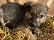 Baby 🐾❤️ JANO wartet auf seine Familie - Eichendorf